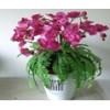 Image 01