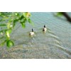 Image 01